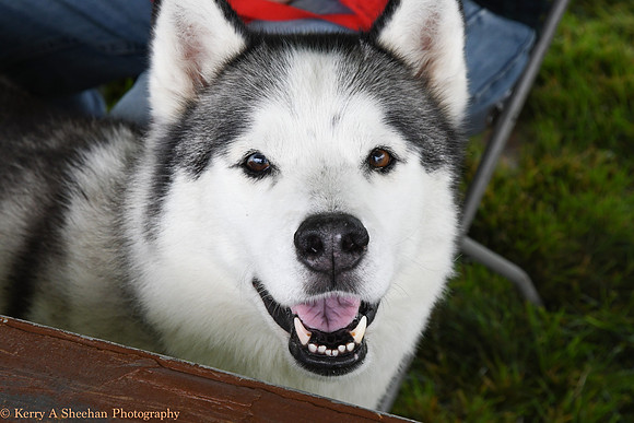 Wags-1146