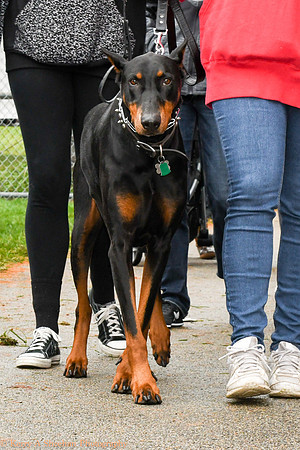 Wags-1029