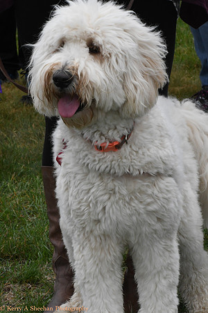 Wags-0887