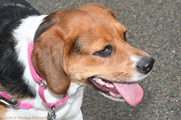 Wags-0995