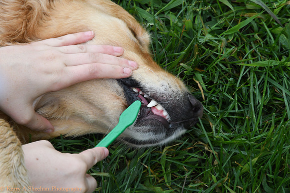 Wags-1214