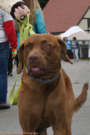 Wags-0804