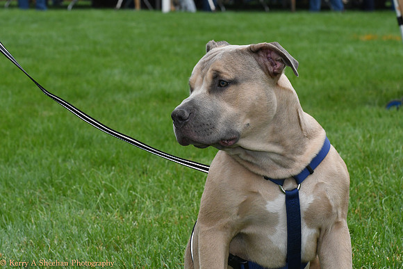Wags-1007