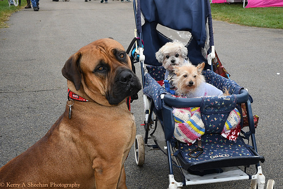 Wags-1062