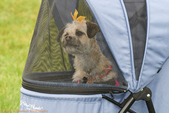 Wags-0991