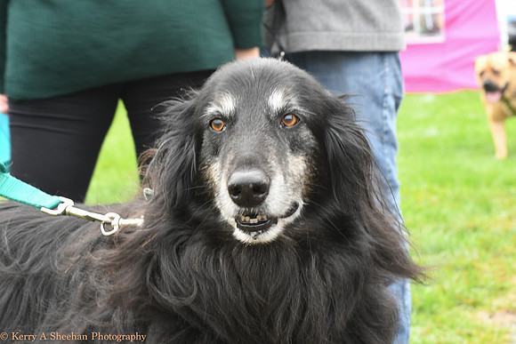 Wags-0987