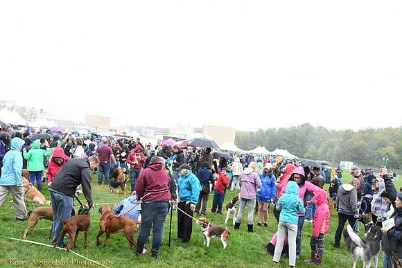 Wags-1182