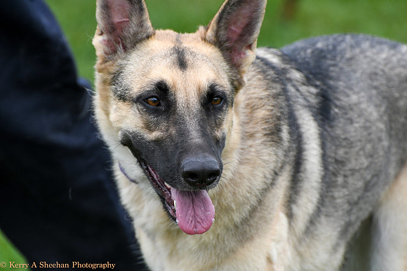 Wags-0781