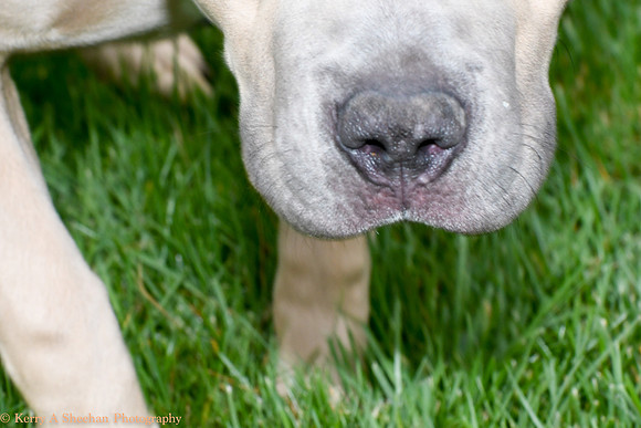 Wags-1044