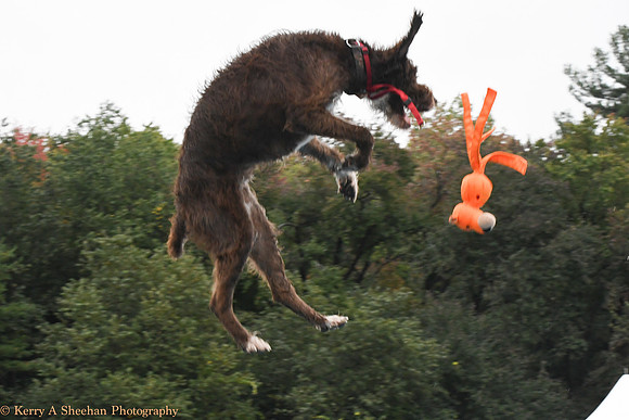 Wags-0932