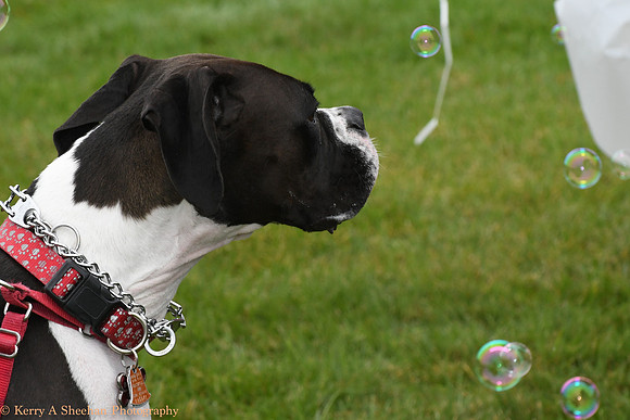 Wags-1003