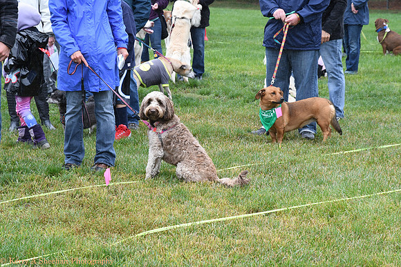 Wags-1162