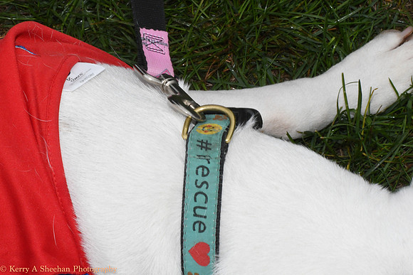 Wags-0866