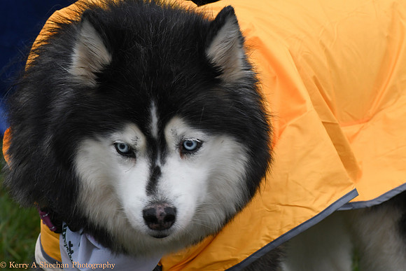 Wags-0772
