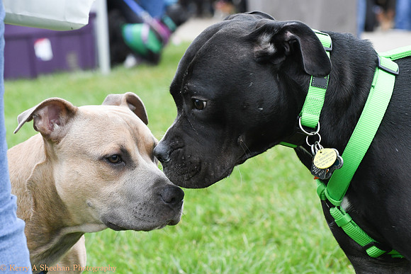 Wags-1009