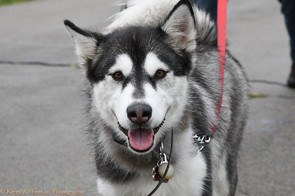 Wags-1154