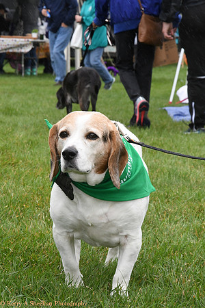 Wags-1135