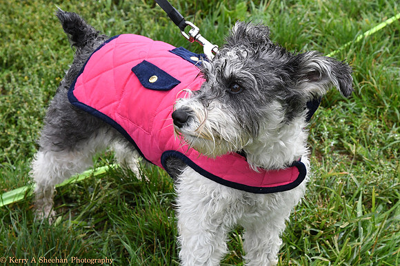Wags-1165