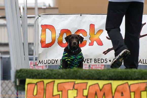 Wags-0958