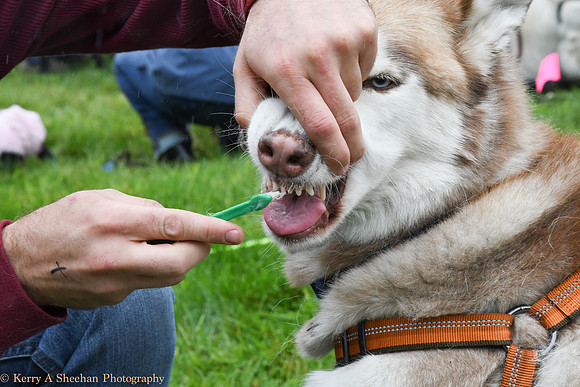 Wags-1217