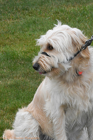 Wags-0860