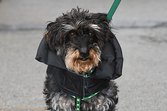 Wags-1033
