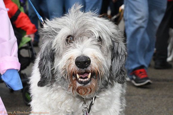 Wags-1028
