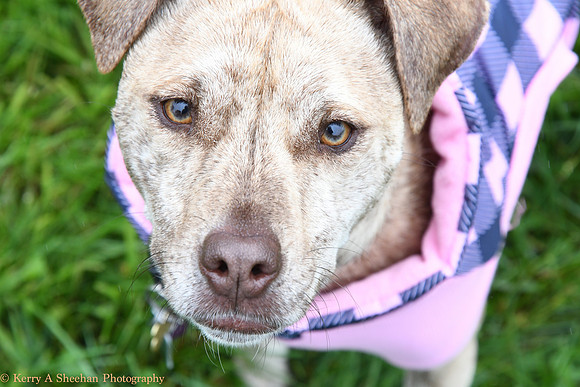 Wags-1174