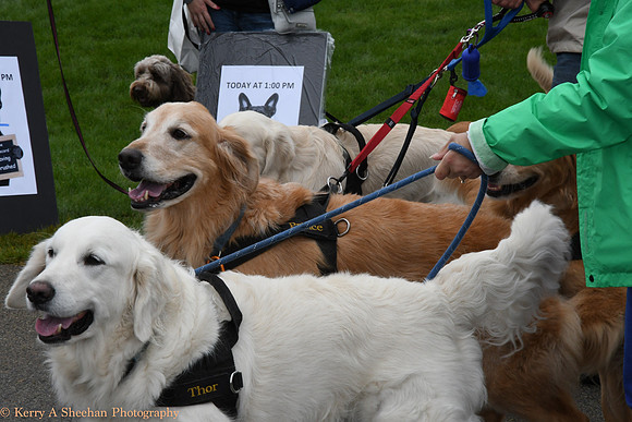 Wags-1096