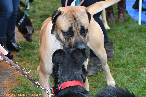 Wags-1032