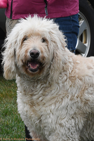 Wags-0888