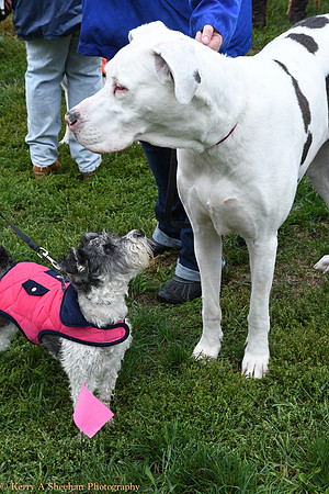 Wags-1202