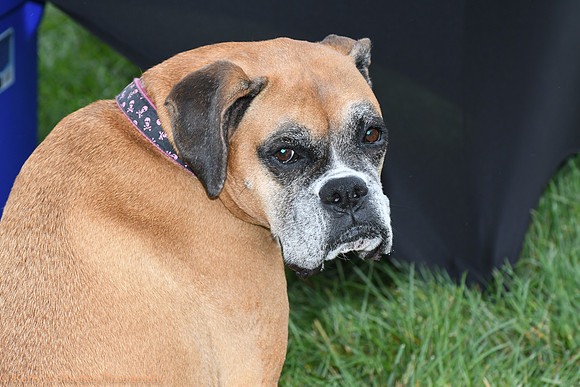 Wags-1019