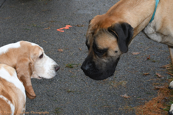 Wags-1037