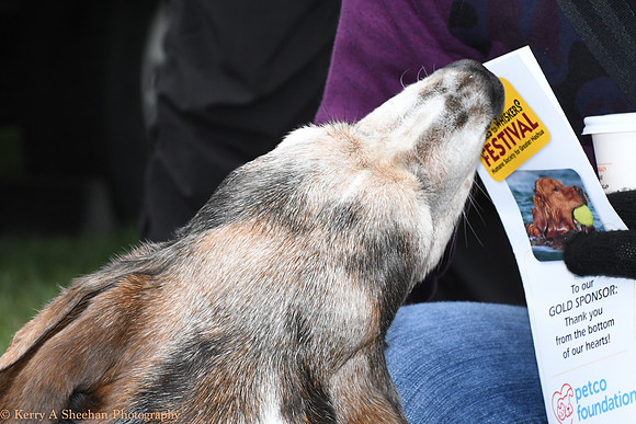 Wags-0872