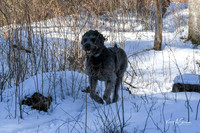 2019_03_09 Bertozzi Trails Groton-7981