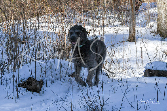 2019_03_09 Bertozzi Trails Groton-7981