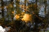 Bertozzi Conservation 3_9_2019