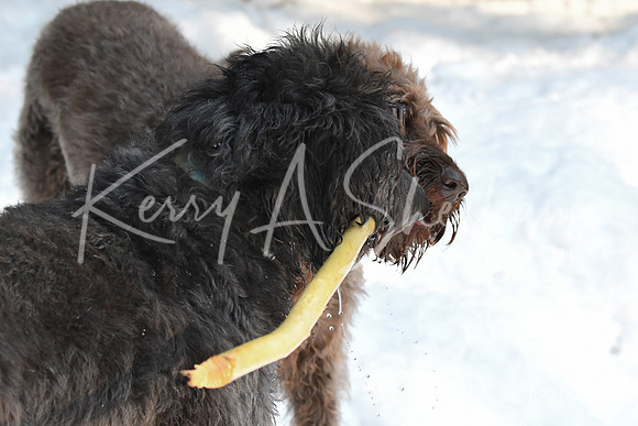 2019_03_09 Bertozzi Trails Groton-8052