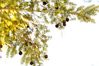 2019_03_09 Bertozzi Trails Groton-7963