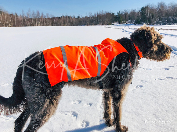 2019_02_17 Snow Shoeing Landscapes-2552