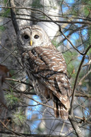 2020_11_09 Bensons Owls and Reflections
