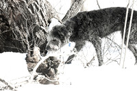 2019_03_09 Bertozzi Trails Groton-8013
