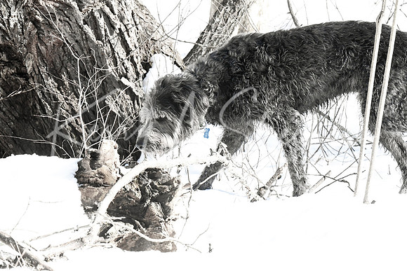 2019_03_09 Bertozzi Trails Groton-8013