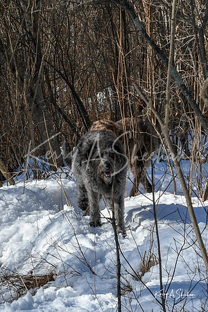 2019_03_09 Bertozzi Trails Groton-7976