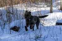 2019_03_09 Bertozzi Trails Groton-7983