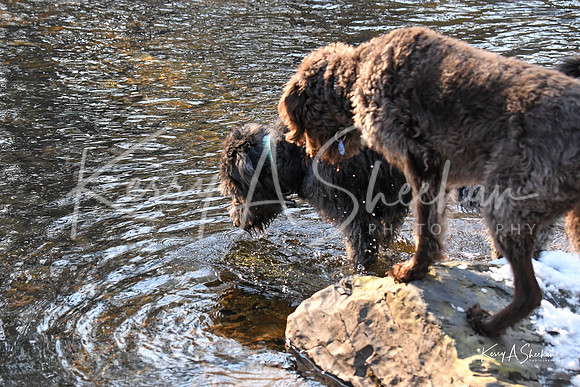 2019_03_09 Bertozzi Trails Groton-8034