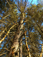 2019_02_17 Snow Shoeing Landscapes-2568