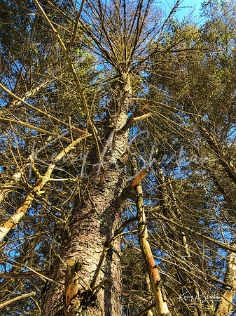 2019_02_17 Snow Shoeing Landscapes-2568