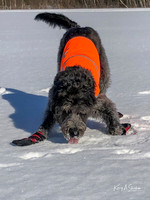2019_02_17 Snow Shoeing Landscapes-2555
